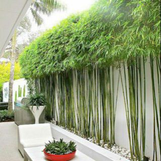 Cây trúc quân tử