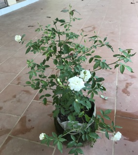 Hồng bạch ho loại to
