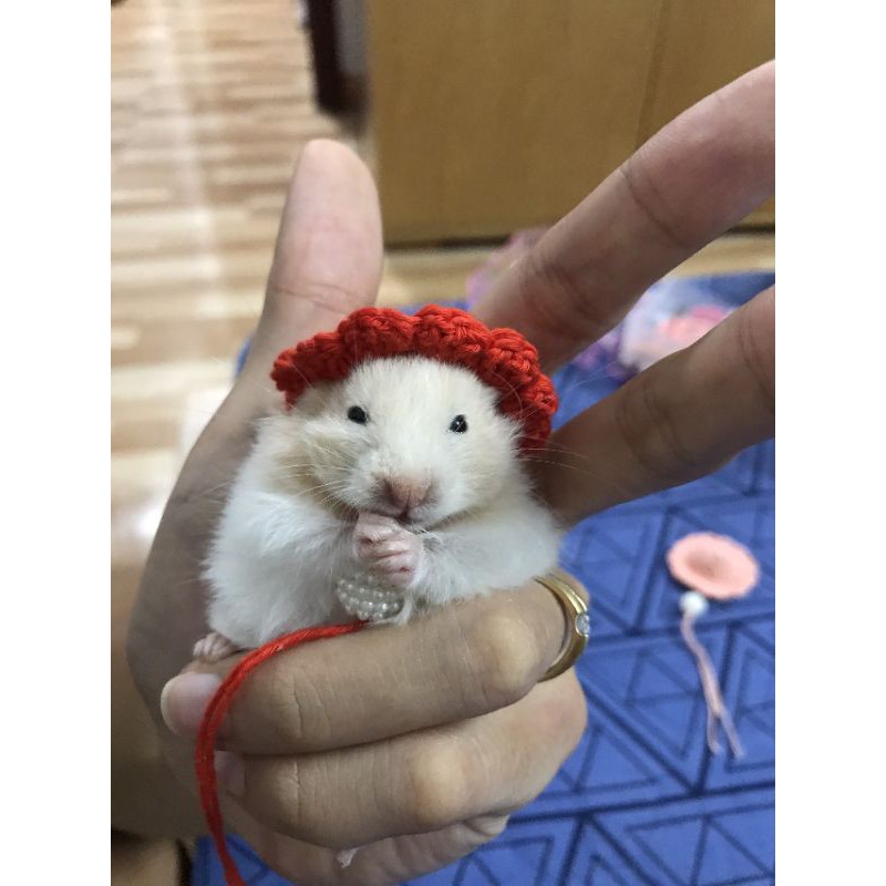 Mũ có lưỡi cho hamster