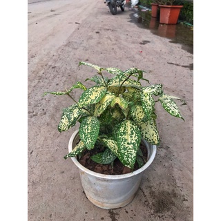 Cây trúc lá đốm - Trúc Nhật lá đốm ⚡️ FREE SHIP ⚡️ cao 15 cm lá sum suê dễ dàng chăm sóc, thích hợp trang trí nội thất