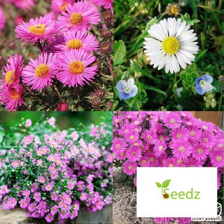 100 hạt giống hoa thạch thảo nhiều màu VINMARK HẠT GIỐNG