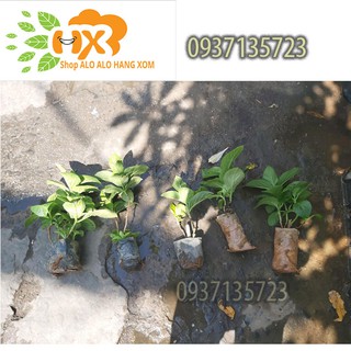 combo 5 cây cẩm tú cầu giống