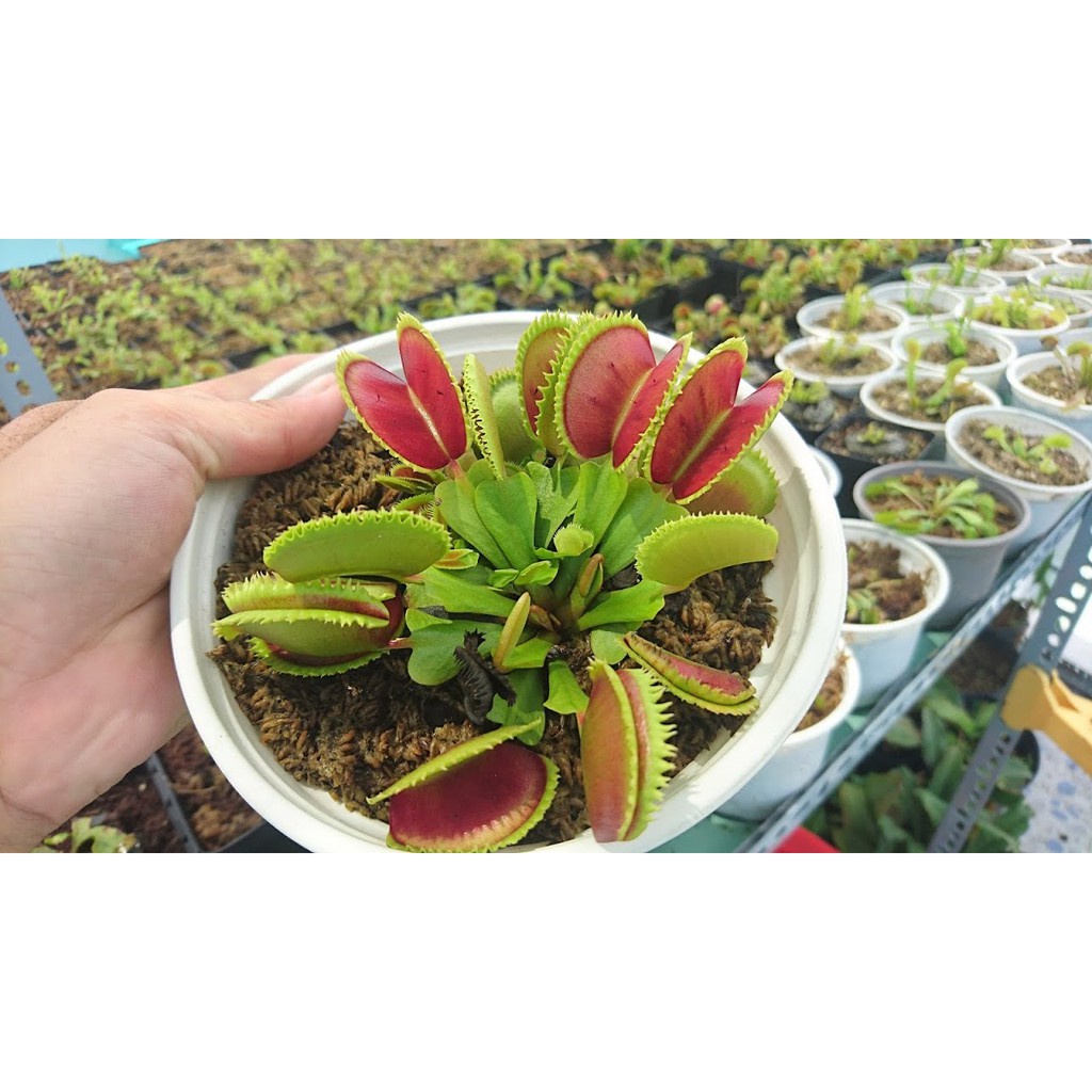 Hạt Giống Cây Bẫy Kẹp - 10 Hạt KHUYẾN MẠI TRONG 1 NGÀY