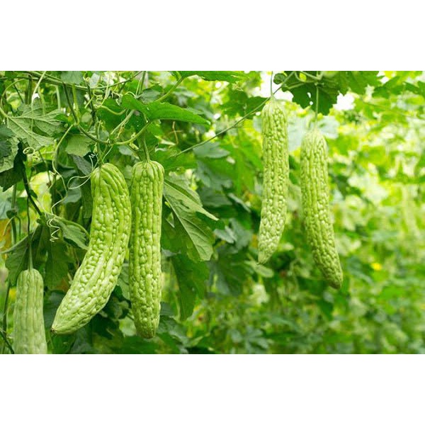 Hạt_Giống_Mướp_Đắng_Xanh 10 hạt ( tặng kèm kích mầm và phân bón )