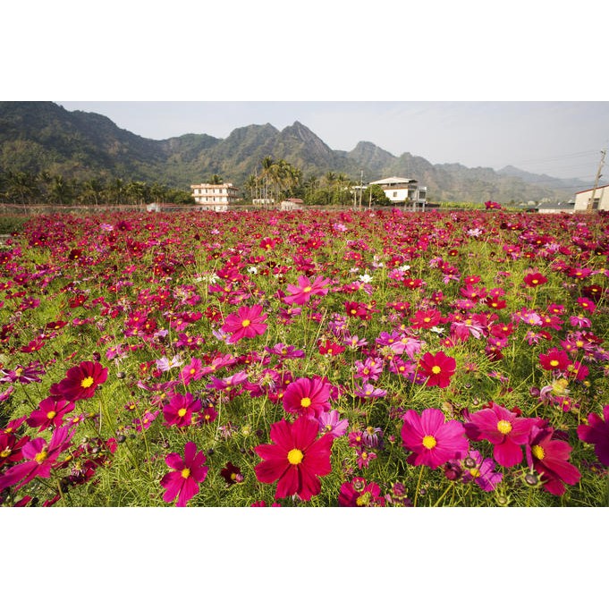 Hạt giống hoa sao nhái - cánh bướm MÀU ĐỎ GÓI 1 LẠNG nhiều hạt đẹp tỷ lệ nảy mầm cao dễ trồng HSN0099