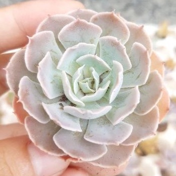 Sen đá bắp cải lá nhỏ