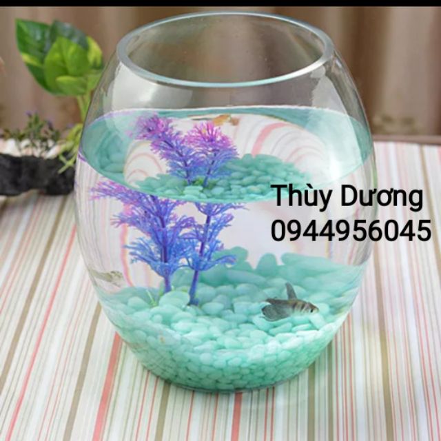 Bể cá thủy tinh, chậu thủy sinh hình chum