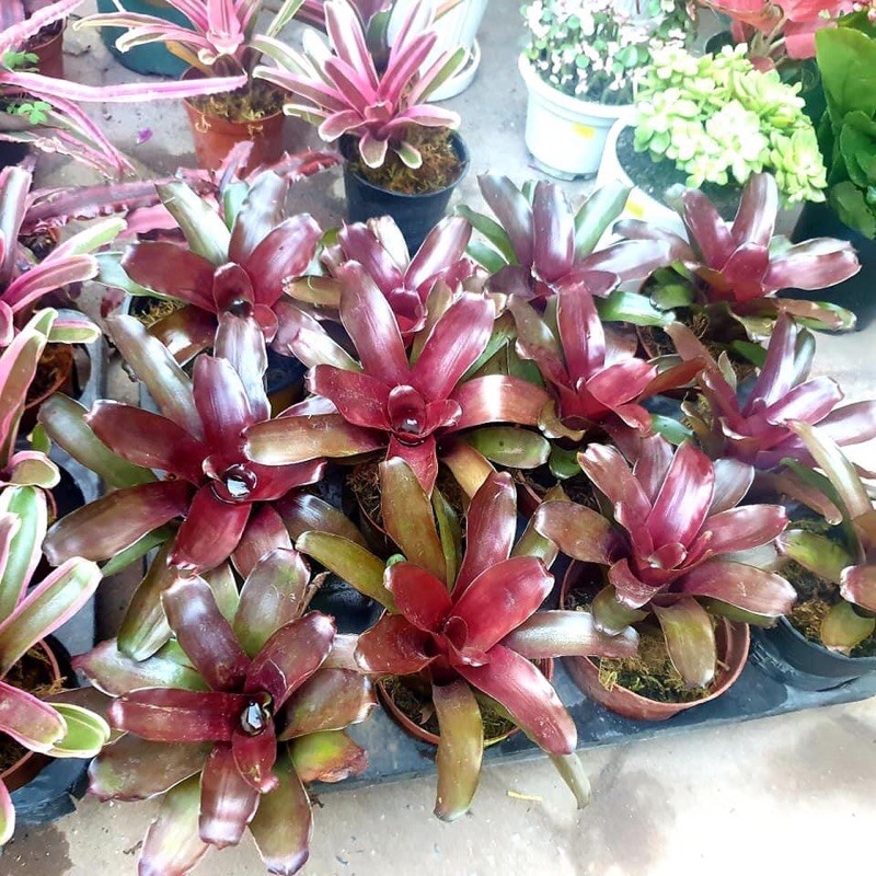 DỨA MÀU TO ĐẸP