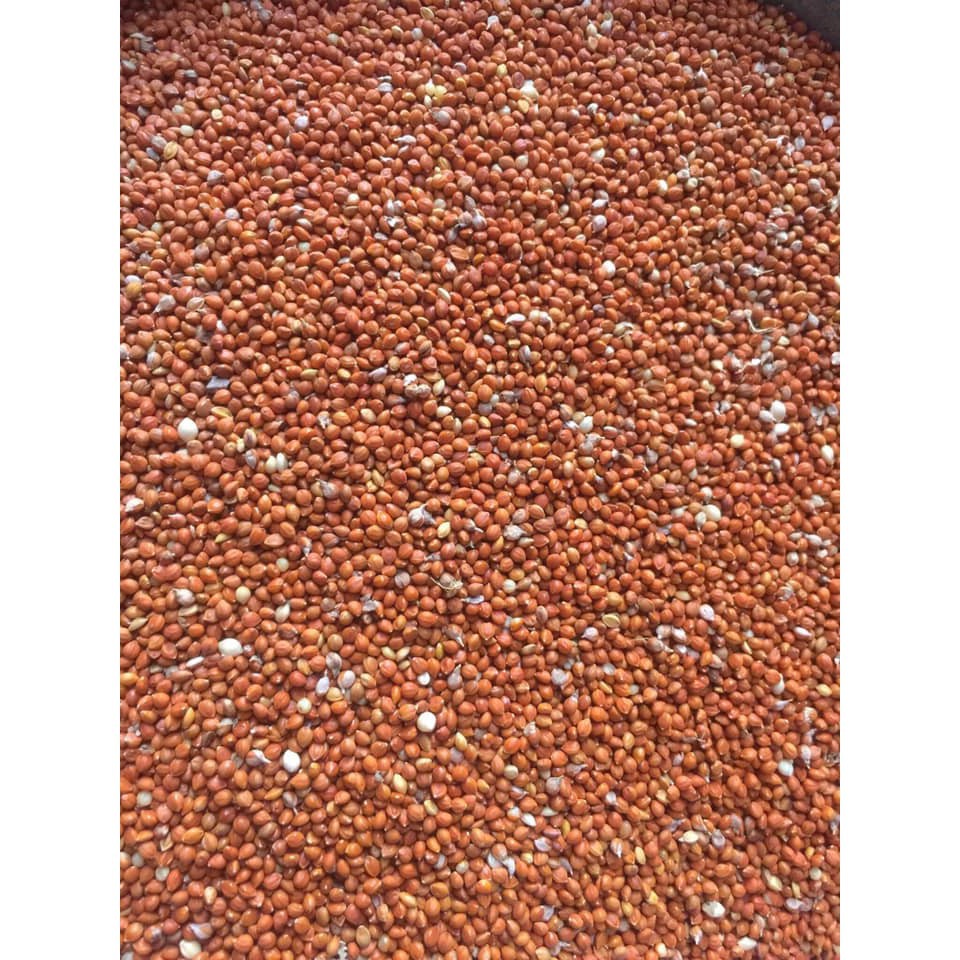 Hạt kê 1kg cho cu gáy yến phụng hamto