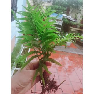 3 cụm Cây dương xỉ _ cây phong thủy tốt( đủ gốc rễ , cây trưởng thành, cây non mầm )