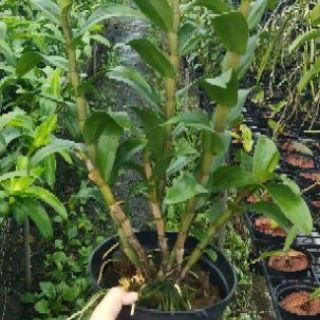 Hoa lan Dawm Mari chậu lớn
