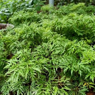 Cây giống Đinh lăng nếp lá nhỏ