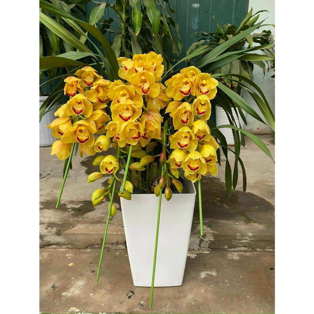 Chậu nhựa vuông Cao NVNC303 Nhựa công ty Bình Thuận 250x250x400 màu Trắng