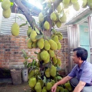 Cây giống mít changgai,mít thái siêu sớm