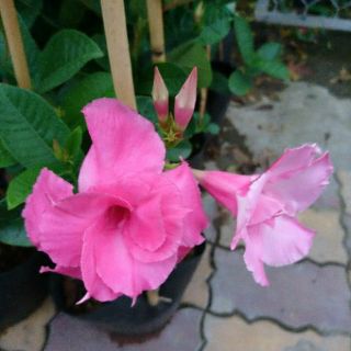 Cây hồng anh cây lớn