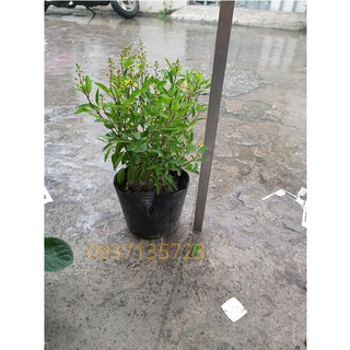 CÂY KIM ĐỒNG VÀNG CÂY CAO