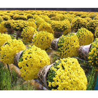 30 Hạt giống hoa Cúc mâm xôi