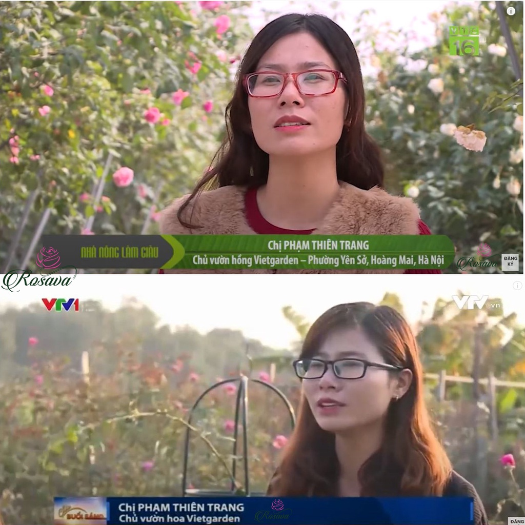 Phân npk, phân bón đầu trâu nhập khẩu cho hoa hồng, cây cảnh, hoa giấy, sen đá, hoa lan, rau