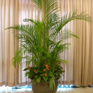 Cây 🌲 Cau Vàng Đài Loan lớn
