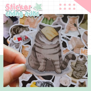 Set sticker meme mèo, sticker mèo hài hước :)