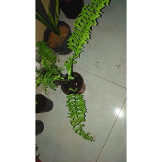 Cây dương xỉ đuôi tôm