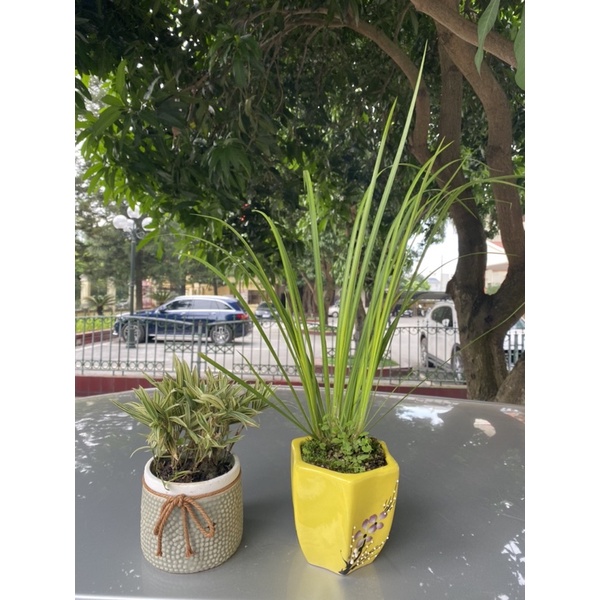 Trúc phát tài, trúc tăm, trúc để bàn trà, trúc để văn phòng