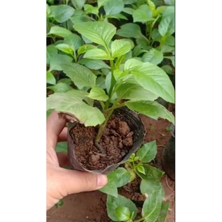 hoa thược dược combo mick ạ 10 cây