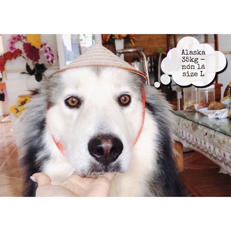 Nón Lá Việt Nam Cho Thú Cưng Chó Mèo