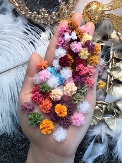 hoa bột cẩm tú cầu