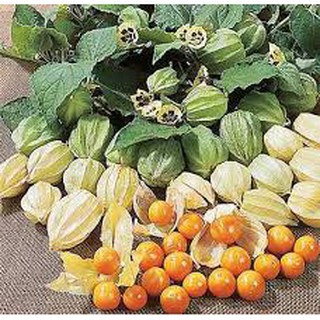 Hạt giống cây ANH ĐÀO ĐẤT (50H)