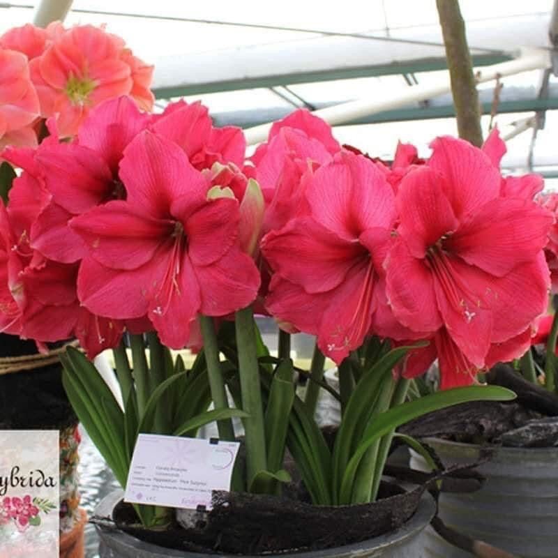 Hoa Lan Huệ kép  HOA Tết