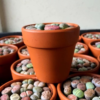 Combo 10 lithop/thạch lan/sen mông 1.2-2cm