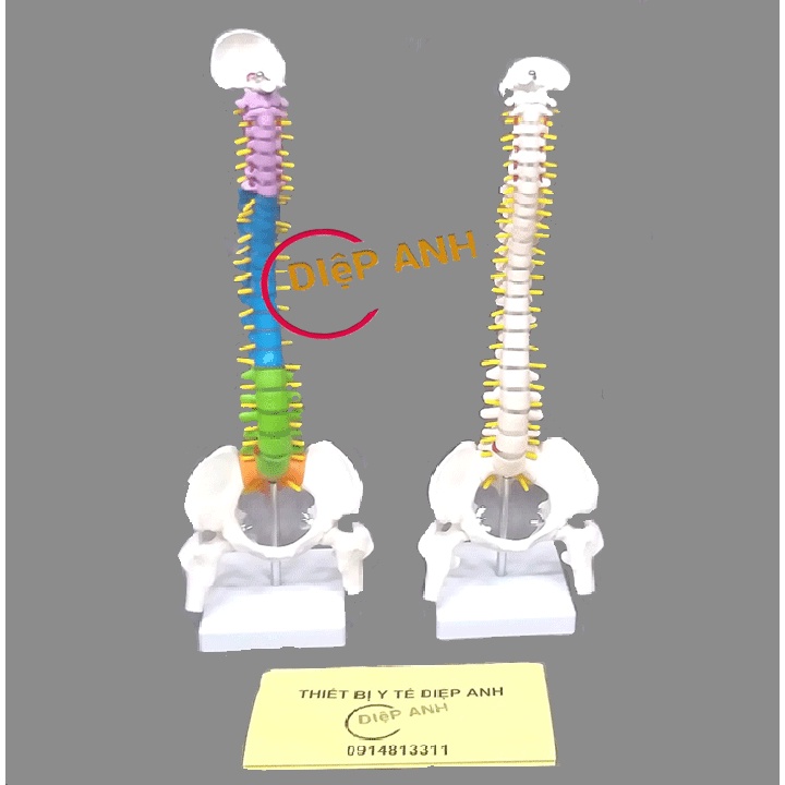 Mô hình xương cột sống cao 45cm- Mô hình giải phẫu cột sống
