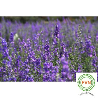 Bộ 1 hạt giống hoa violet  NHÂP KHẨU  TRỢ GIÁ Lucky