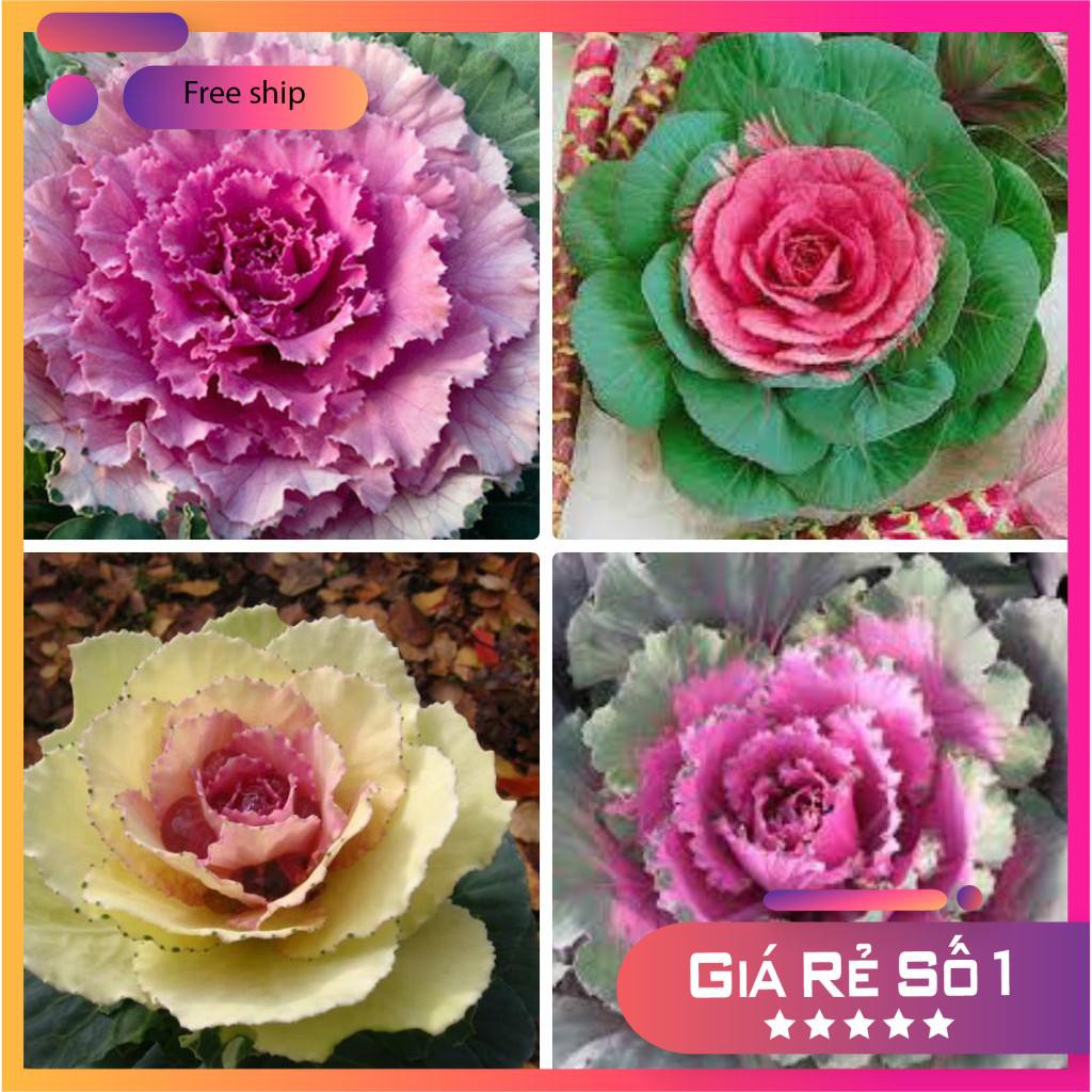 Hạt giống hoa bắp cải