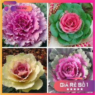 Hạt giống hoa bắp cải