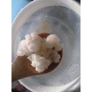 Nấm sữa kefir nấm làm sữa chua đảm bảo thành công ngay lần đầu có hướng dẫn cách nuôi