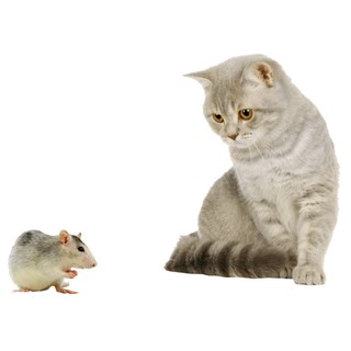 ĐỒ CHƠI MÈO CHUỘT