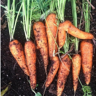 Hạt Giống Cà Rốt