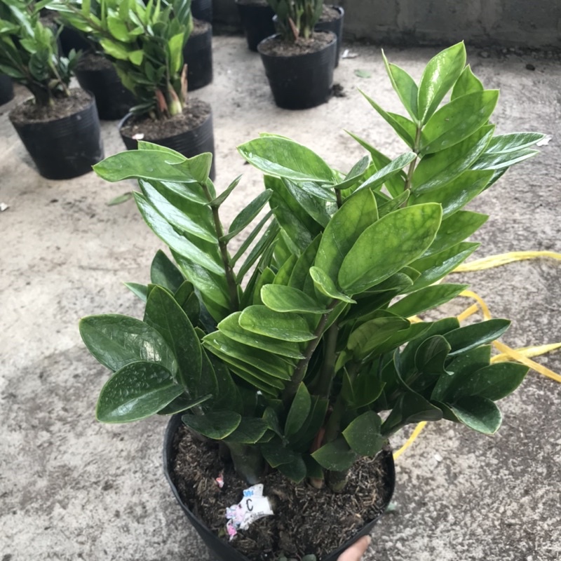 Cây kim tiền tài lộc cao 30-40cm lá dày bụi to dễ chăm sóc