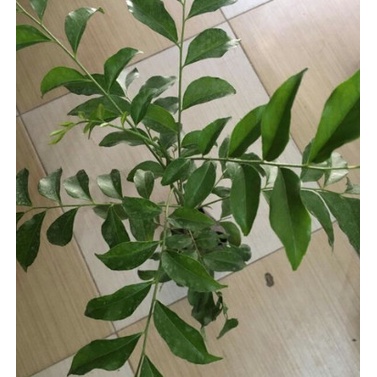 CÂY MẮC MẬT GIỐNG