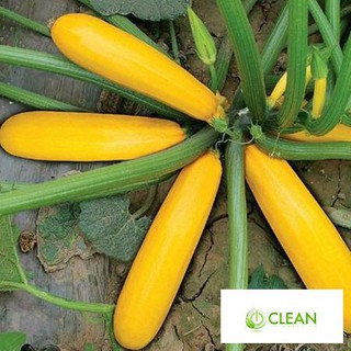Hạt giống Bí ngòi vàng (7hạt)