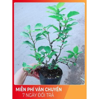 Cây Khế Bonsai