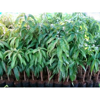 cây giống xoài tím cao m2