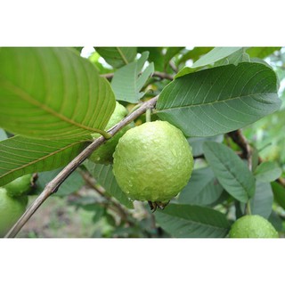 Cây giống Ổi Đông Dư [ Cây ghép, cho trái sớm, siêu trái ].
