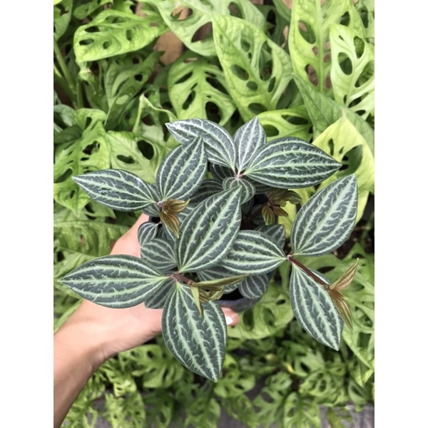 Chậu cây HỘT XOÀN