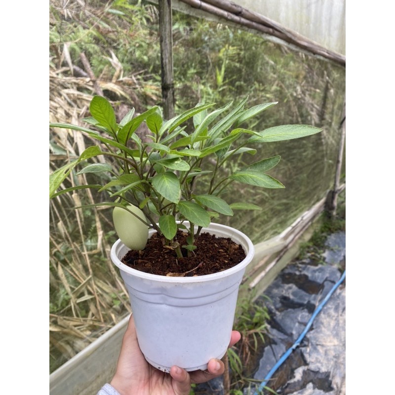 CÂY DƯA PEPINO VÀNG & TÍM - GIỐNG NAM MỸ