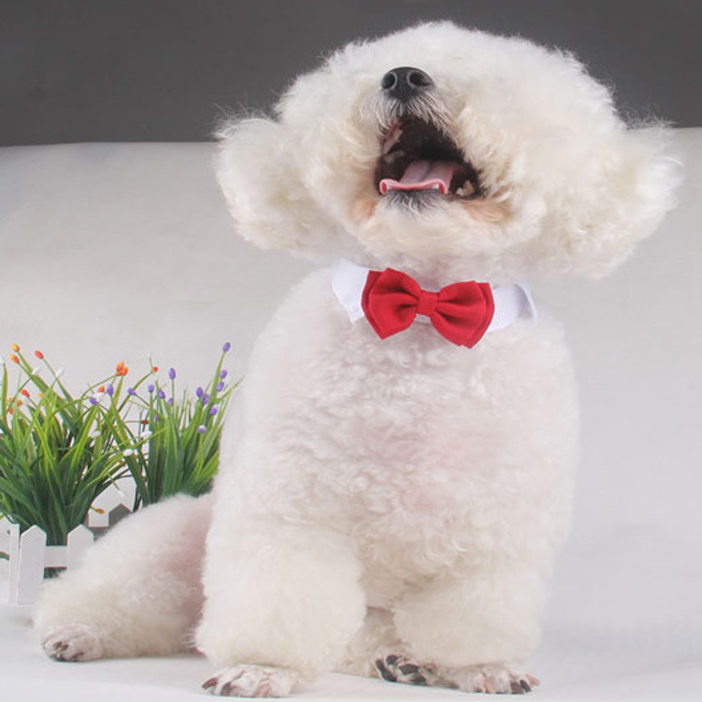 Vòng cổ kiêm cà vạt hình nơ bướm cỡ nhỏ cho thú cưng