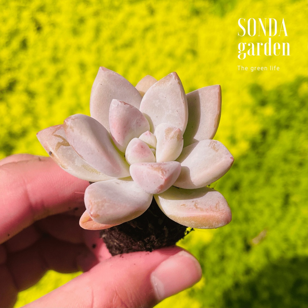 Sen đá pink gem SONDA GARDEN size mini 2.5-4cm, cây cảnh trang trí nhà cửa, lỗi 1 đổi 1