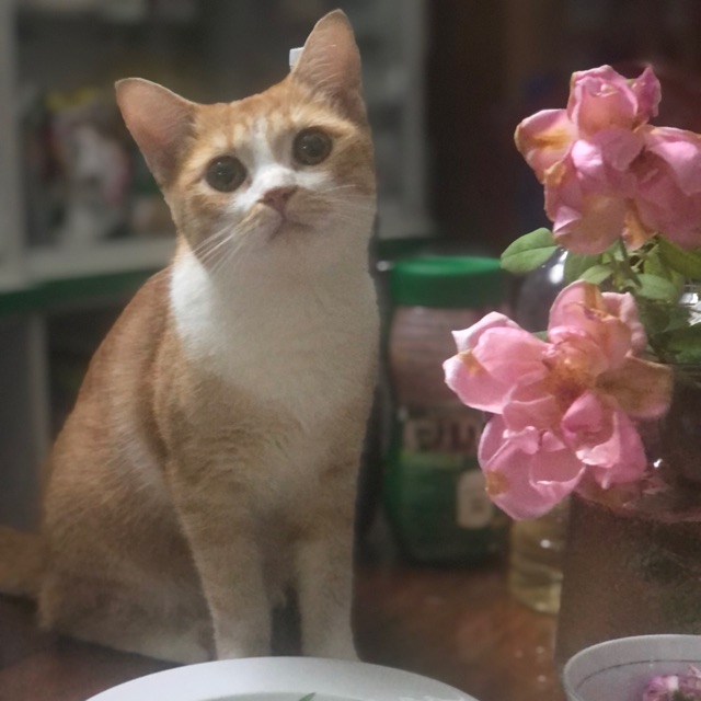 Tiệm Nhà Quýt 🍊